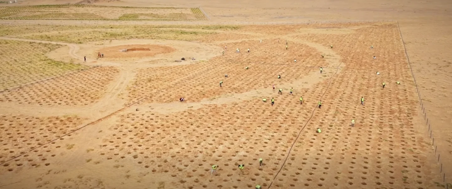 Planting crews working across the prepared pit grid, seen from the air